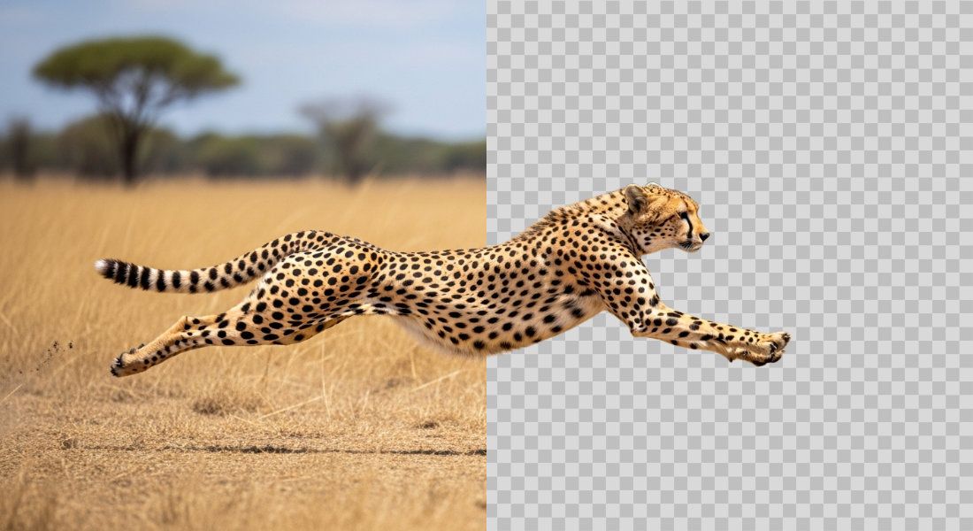 AI background removal & export settings